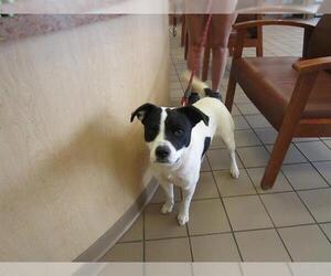 Labrador Retriever-Unknown Mix Dogs for adoption in Ocala, FL, USA