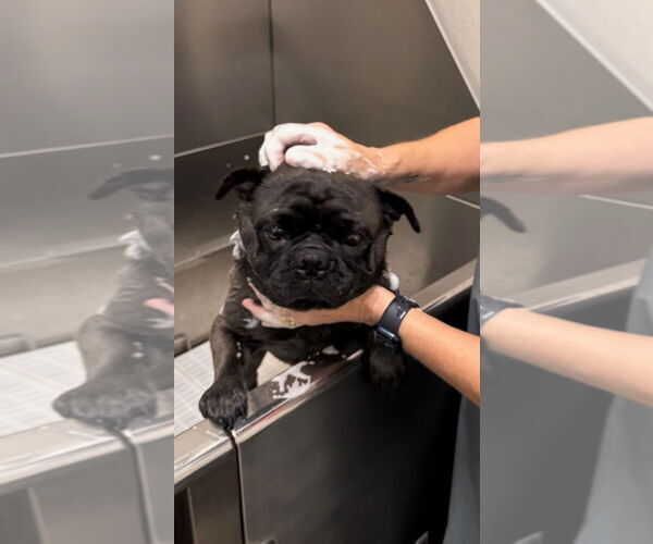 Medium Photo #2 Pug Puppy For Sale in Elizabeth City, NC, USA