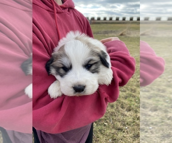 Medium Photo #1 Great Pyrenees Puppy For Sale in HUBBARD, IA, USA