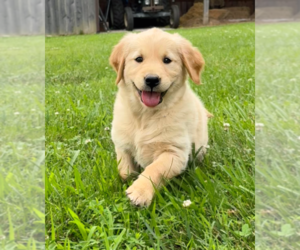 Golden Retriever Puppy for sale in CUB RUN, KY, USA