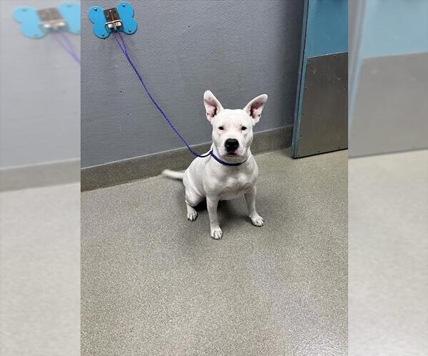 Medium Photo #1 American Pit Bull Terrier-Unknown Mix Puppy For Sale in Las Vegas, NV, USA