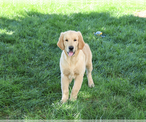 Golden Retriever Puppy for Sale in SYRACUSE, Indiana USA