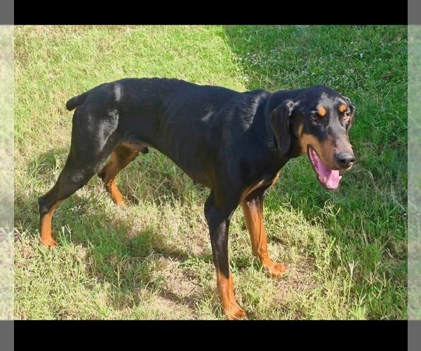 Medium Photo #2 Doberman Pinscher-Unknown Mix Puppy For Sale in Dallas, TX, USA