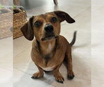 Small Dachshund