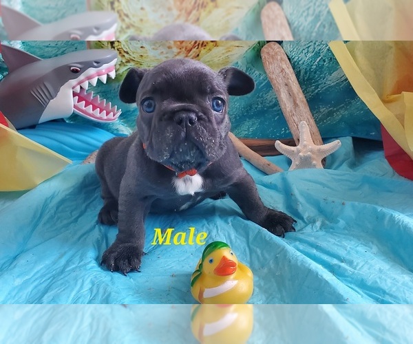 Medium Photo #1 French Bulldog Puppy For Sale in INVERNESS, FL, USA