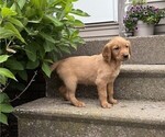 Small #2 Golden Retriever