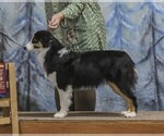 Small Photo #1 Miniature American Shepherd Puppy For Sale in GARYSBURG, NC, USA