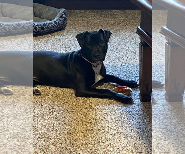 Medium Photo #4 American Pit Bull Terrier-American Staffordshire Terrier Mix Puppy For Sale in Chester, VA, USA