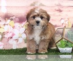 Small Photo #2 Shorkie Tzu Puppy For Sale in MARIETTA, GA, USA