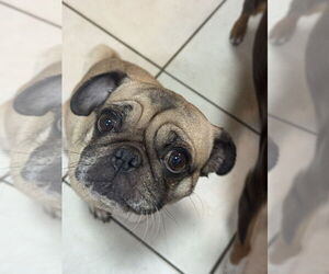 OATMEAL - Female Pug Dog for Adoption - Photo #5