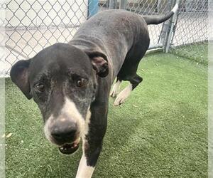 Labrador Retriever-Unknown Mix Dogs for adoption in Texas City, TX, USA