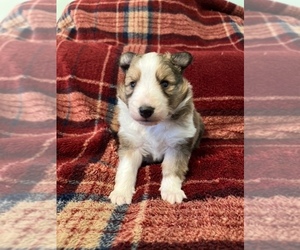 Shetland Sheepdog Puppy for sale in KINGSPORT, TN, USA