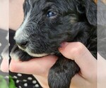 Small #5 F2 Aussiedoodle