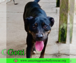Small #7 Rottweiler-American Pit Bull Terrier