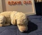 Small Photo #15 Goldendoodle Puppy For Sale in SEYMOUR, CT, USA