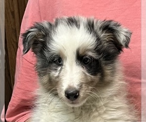 Shetland Sheepdog Puppy for sale in FORT MORGAN, CO, USA