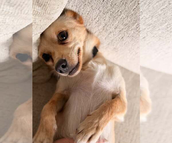 Medium Photo #2 Chihuahua-Unknown Mix Puppy For Sale in Woodbury, NY, USA