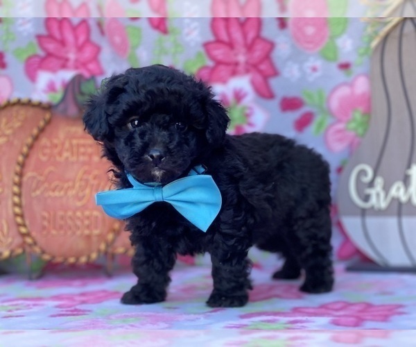 Full screen Photo #1 Schnoodle (Miniature) Puppy For Sale in LANCASTER, PA, USA