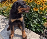 Small #2 Rottweiler