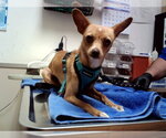 Small Chihuahua