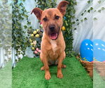Small #3 Labrador Retriever Mix