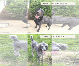 Labrador Retriever Dogs for adoption in Rootstown, OH, USA