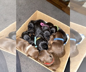 Doberman Pinscher Puppy for sale in LANCASTER, CA, USA