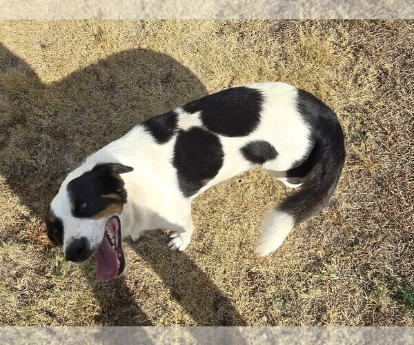 Medium Photo #3 Australian Shepherd-Unknown Mix Puppy For Sale in Grafton, WI, USA