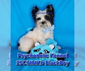 Yorkshire Terrier Puppy for sale in DECATUR, GA, USA