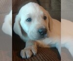 Small Photo #1 Labrador Retriever Puppy For Sale in COEUR D ALENE, ID, USA