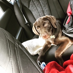 Labrador Retriever Puppy for sale in STONE MOUNTAIN, GA, USA