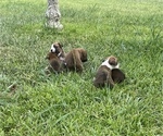 Small Photo #2 Boxer Puppy For Sale in BAYTOWN, TX, USA