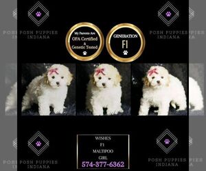 Maltipoo Puppy for sale in WARSAW, IN, USA