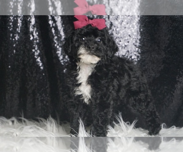 Medium Photo #5 Poodle (Toy) Puppy For Sale in WARSAW, IN, USA