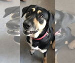 Small #1 Huskies -Rottweiler Mix