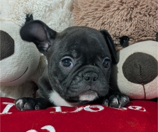 Medium Photo #2 Faux Frenchbo Bulldog Puppy For Sale in GOSHEN, IN, USA