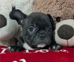 Small Photo #2 Faux Frenchbo Bulldog Puppy For Sale in GOSHEN, IN, USA