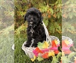 Small #2 Cavapoo