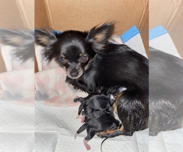 Medium Photo #1 Chihuahua Puppy For Sale in NASHVILLE, TN, USA