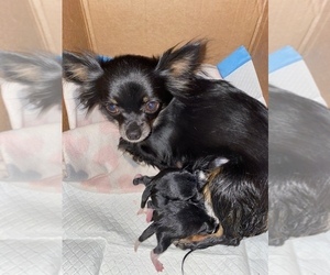 Mother of the Chihuahua puppies born on 02/19/2022