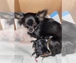 Small Photo #1 Chihuahua Puppy For Sale in NASHVILLE, TN, USA
