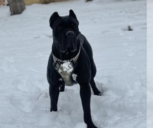 Cane Corso Litter for sale in BARBOURSVILLE, VA, USA