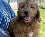 Puppy Puppy 4 Goldendoodle (Miniature)