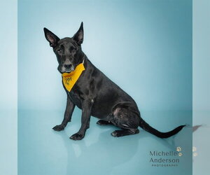 German Shepherd Dog-Unknown Mix Dogs for adoption in Corona, CA, USA