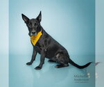 GOTHEL - Female German Shepherd Dog-Unknown Mix Dog for Adoption - Small photo