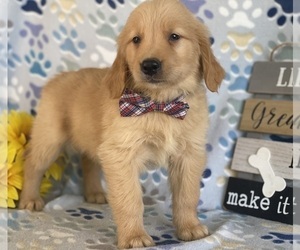 Golden Retriever Puppy for sale in LANCASTER, PA, USA