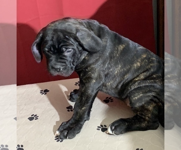 Medium Photo #138 Cane Corso Puppy For Sale in COTTAGE GROVE, OR, USA