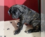 Small Photo #138 Cane Corso Puppy For Sale in COTTAGE GROVE, OR, USA
