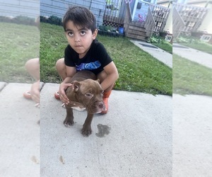 American Bully Puppy for sale in RACINE, WI, USA