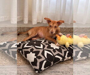 Sasha - Female Labrador Retriever-Retriever  Mix Dog for Adoption - Photo #2